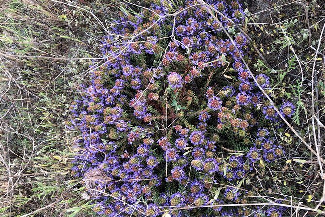 Safari 4x4 Camargue 2 hours - Saintes Maries de la Mer - Private Tour - Who Is This Tour Best Suited For?