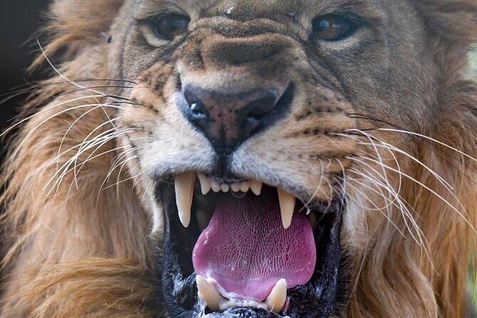 SAFARI Aquila Game Reserve - Round trip + Lunch incl. (Cape Town) - What to Expect from the Itinerary