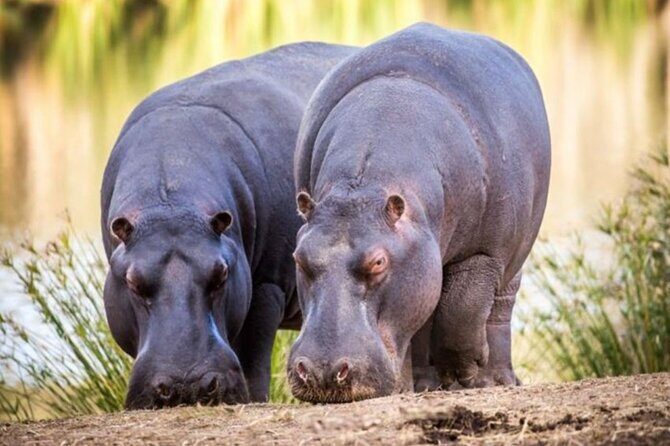 SAFARI Aquila Game Reserve - Round trip + Lunch incl. (Cape Town) - The Downsides and Things to Consider