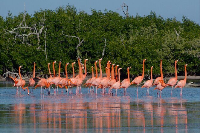 Safari in Rio Lagartos, Coloradas and Mayan Bath - Flexibility and Cancellations