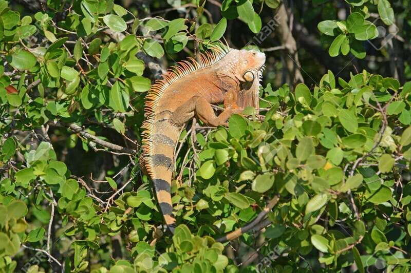 SAFARI THROUGH THE MANGROVES IN VENTANILLA OAXACA - Detailed Review of the Mangrove Safari Experience
