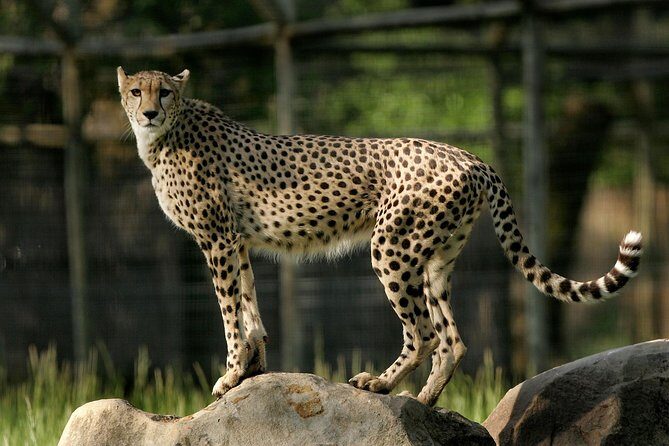 Safari West Sonoma Adventure Tour - FAQ