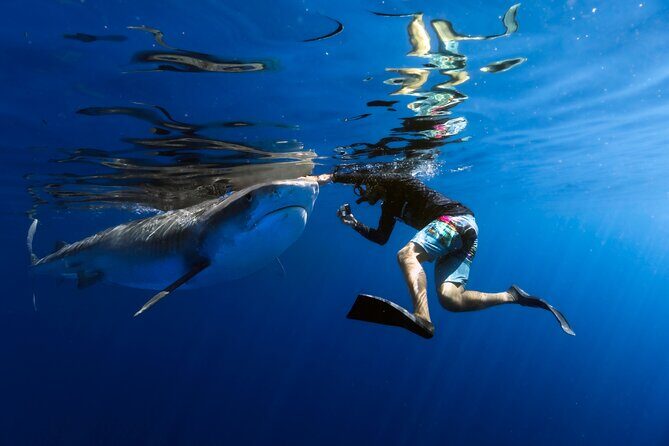 Safe and Educational Shark Dive from Haleiwa: Sharks Guaranteed - Key Points