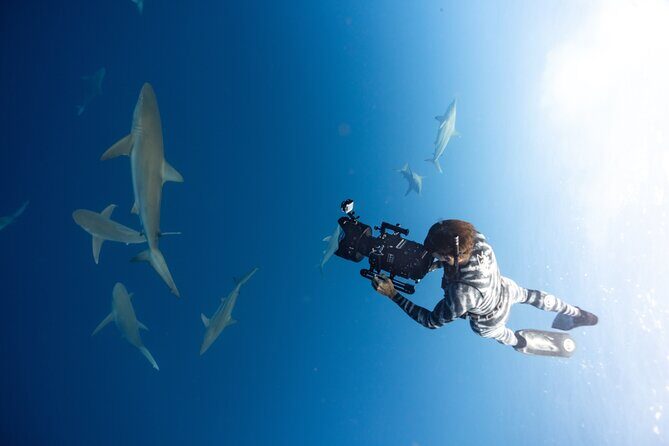 Safe and Educational Shark Dive from Haleiwa: Sharks Guaranteed - FAQs