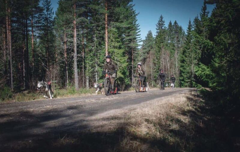 Sågmyra: Guided Dog Scooter Adventure - Key Points