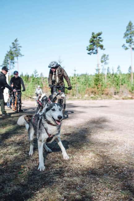Sågmyra: Guided Dog Scooter Adventure - What to Expect During Your Dogscootering Adventure