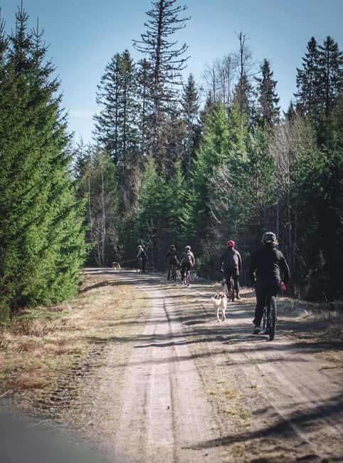 Sågmyra: Guided Dog Scooter Adventure - What’s the Experience Like According to Participants