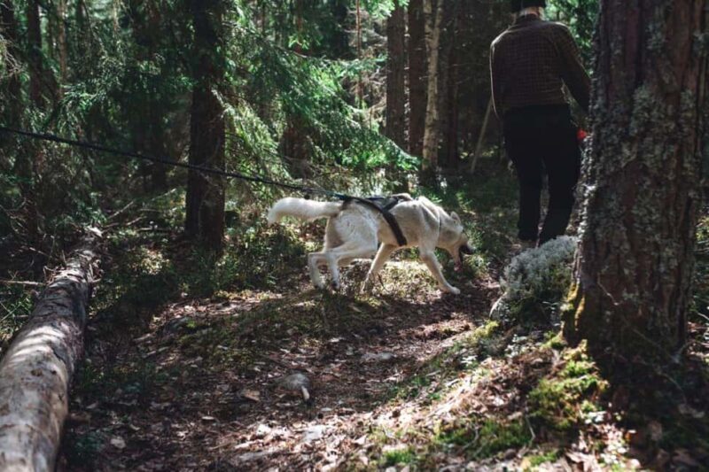 Sågmyra: Guided Husky Hiking Adventure - Introducing the Guided Husky Hiking Adventure in Sågmyra