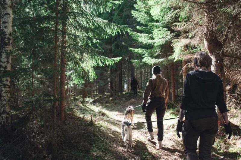 Sågmyra: Guided Husky Hiking Adventure - Key Points