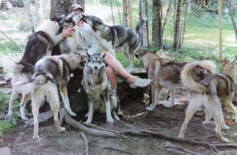 Sågmyra : Siberian Husky Encounter in Sweden - Key Points