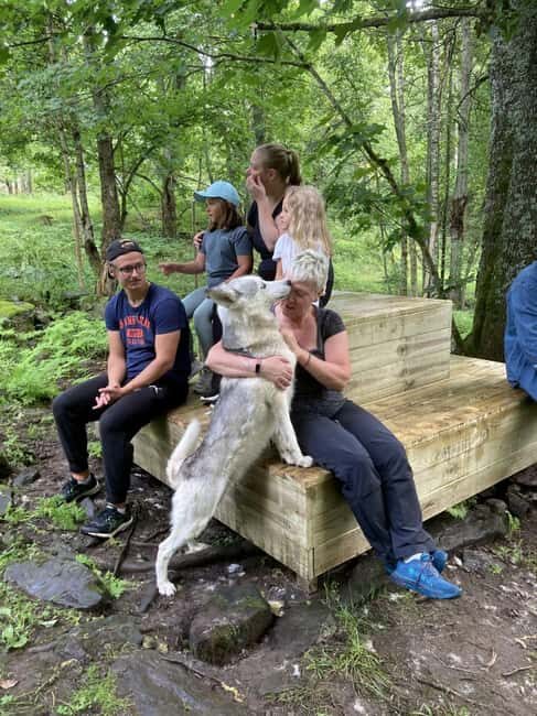Sågmyra : Siberian Husky Encounter in Sweden - A Closer Look at the Siberian Husky Encounter Experience