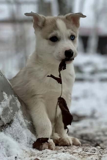 Sågmyra : Siberian Husky Encounter in Sweden - Final Thoughts