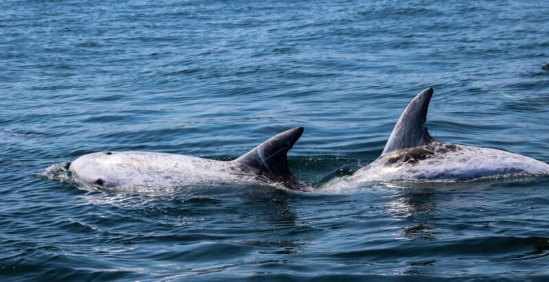 Sagres: Dolphin Watching Tour - An In-Depth Look at the Dolphin Watching Tour