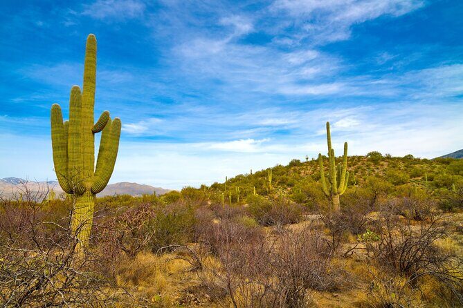 Saguaro National Park Self-Guided Driving Audio Tour - The Experience Breakdown
