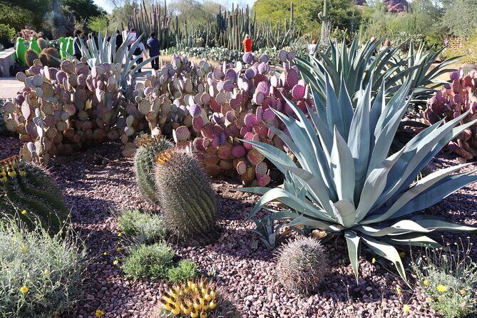 Saguaro NP and Mt. Lemmon Self Guided Driving Audio Tour Bundle - Who Will Love This Tour?
