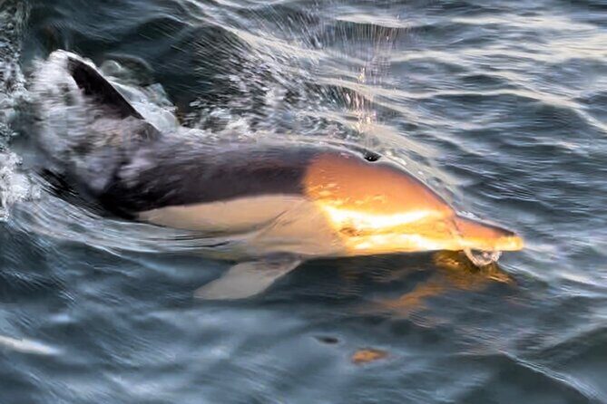 Sailboat Excursion along the Magnificent Tagus River - Why This Sailboat Tour Stands Out