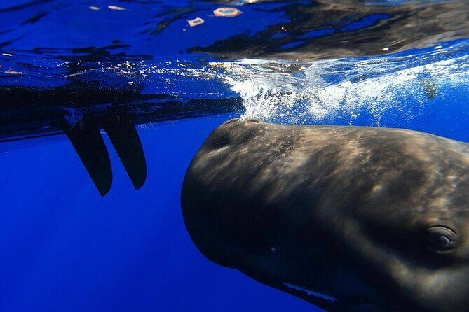 Sailing Alaska's Inside Passage 4 Day Private Tour - Potential Drawbacks