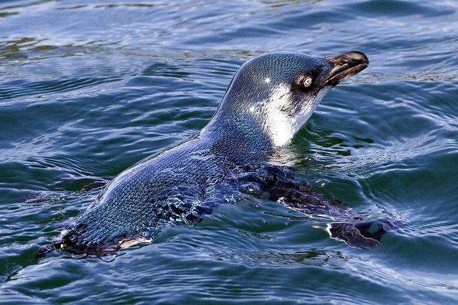 Sailing and Wildlife Tour Akaroa Fox II Sailing - FAQ