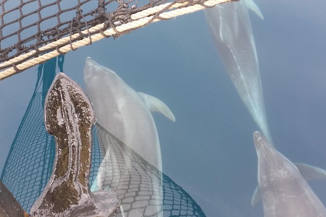 Sailing day trip on Tall Ship Andrea Jensen with Lunch and Wine - The bay swim and snorkel time: where the day turns fun