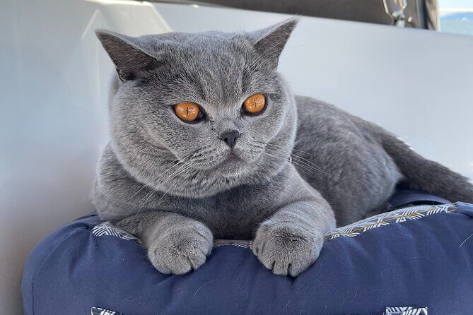 Sailing Experience on a 50 sailboat - FAQ