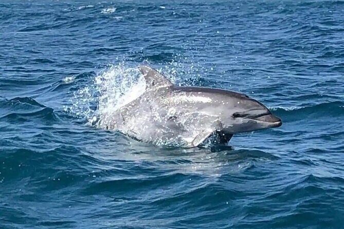 Sailing, swimming, snorkeling, & relaxing in Castelsardo, Sardinia - What Makes This Tour Stand Out