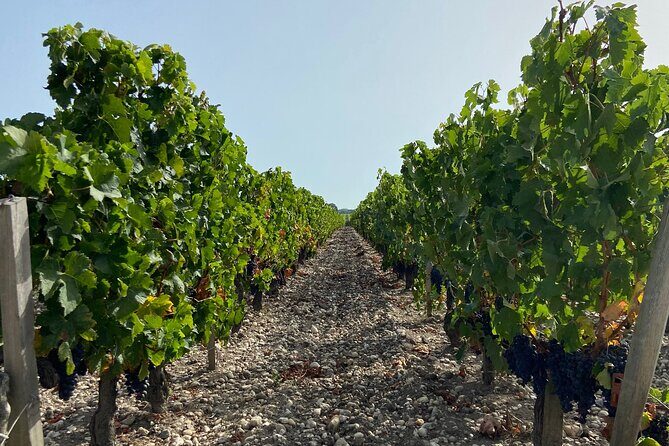 Saint Emilion Castle and Village Wine Tour - How the Tour Works