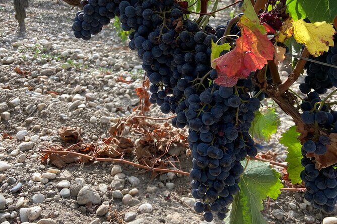 Saint Emilion Castle and Village Wine Tour - Final Thoughts