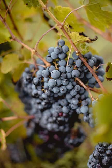 Saint-Emilion: Visit a family-run organic vineyard - A Genuine Look into an Organic Vineyard