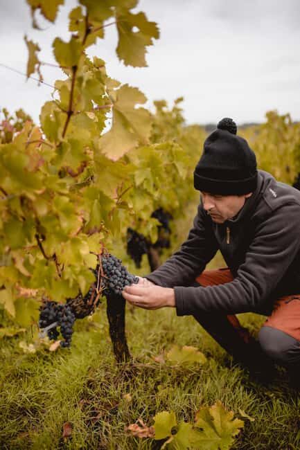 Saint-Emilion: Visit a family-run organic vineyard - Final Word