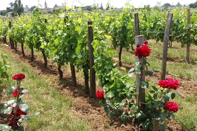 Saint Emilion Wine Tour Tasting Half Day from Bordeaux - FAQ