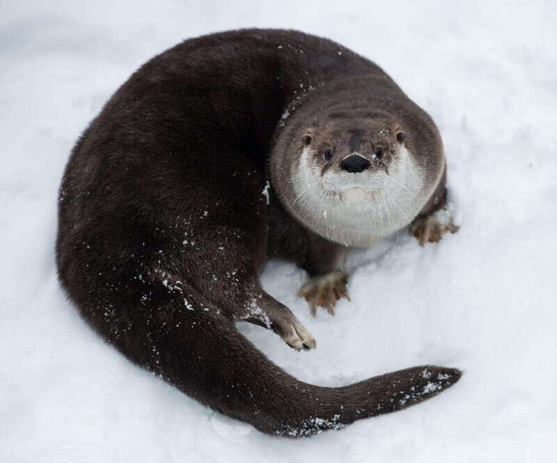 Saint Felicien: Admission to Zoo Sauvage - The Reviews Speak Volumes