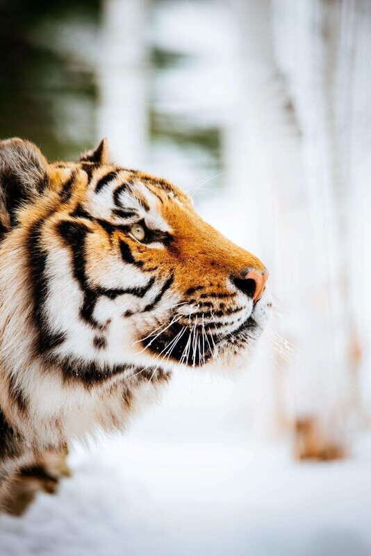 Saint Felicien: Admission to Zoo Sauvage - Who Will Love This?