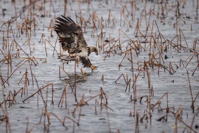 Saint Joseph: Missouri Eagle Waterfowl Photography Tour - An In-Depth Look at the Tour Experience