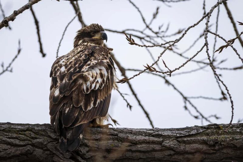 Saint Joseph: Missouri Eagle Waterfowl Photography Tour - FAQ