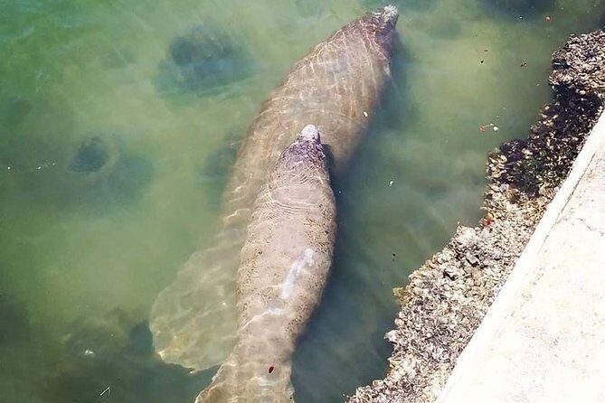 Saint Petersburg Historic Segway Tour - What Travelers Are Saying: Real Experiences