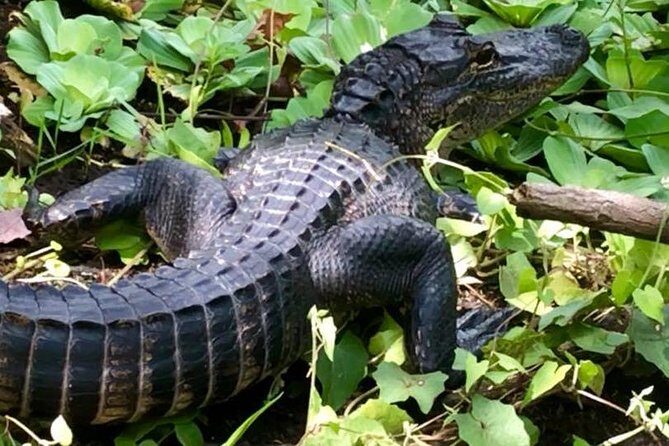 Saint Petersburg Preserve Bike Tour - Key Points