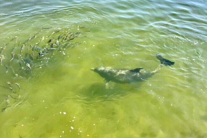 Saint Petersburg Scenic Segway Tour - FAQ