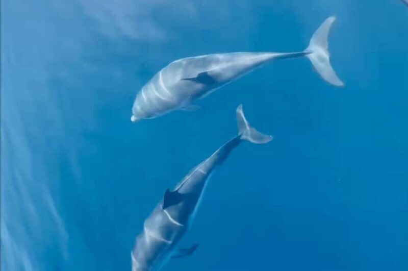 Saint Raphaël: Encounter with dolphins - What to Expect from Your Dolphin Encounter Tour