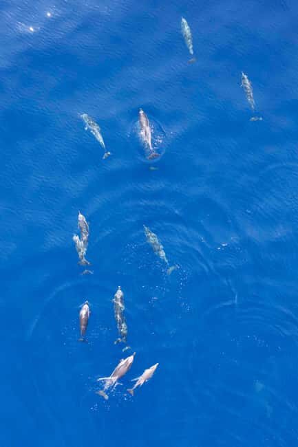 Saint Raphaël: Encounter with dolphins - Whats the Real Value?