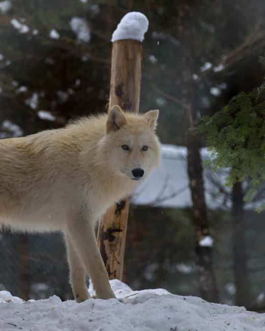 Sainte-Apolline-de-Patton: Guided Wolf Sanctuary Tour - Who Should Consider This Tour?
