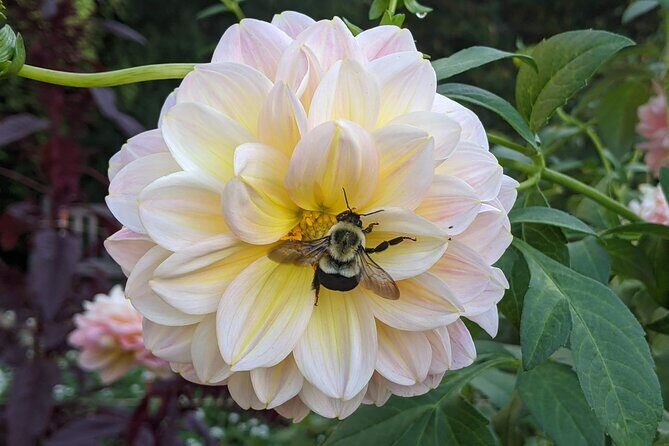 Salem Vintage Postcard Tours - FAQs