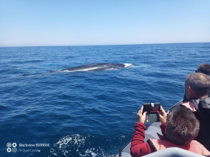 Salema: Dolphin Watching - Real Traveler Experiences