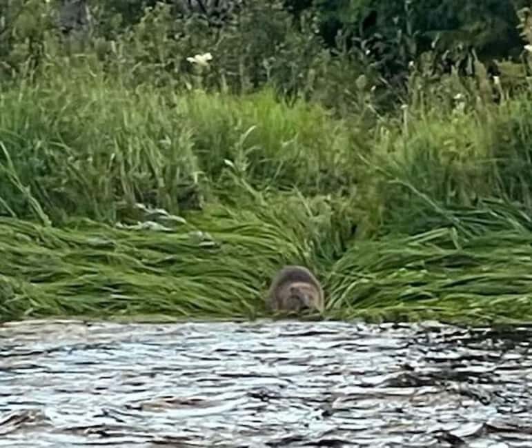 Sälen: Evening Beaver Safari by Canoe - Who Will Love This Experience?