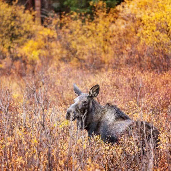 Sälen: Evening Moose Safari in the Forests - Exploring the Moose Safari in Sälen: What to Expect