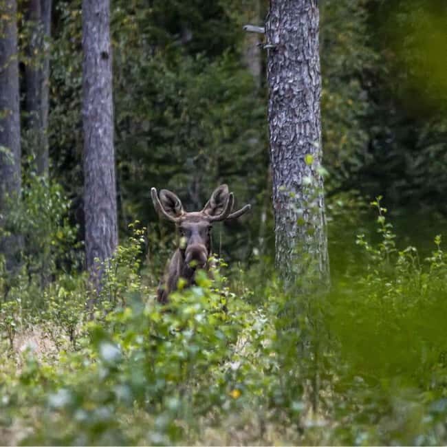 Sälen: Evening Moose Safari in the Forests - Is This Tour Worth It?