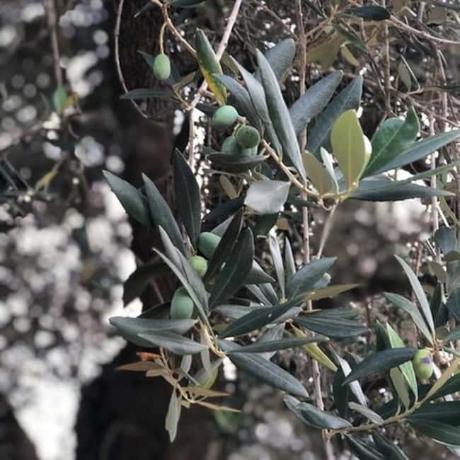 Salento: Olive Oil Mill Walking Tour with Tastings - FAQs