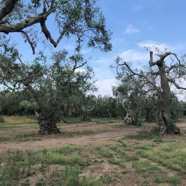 Salento: Olive Oil Mill Walking Tour with Tastings - Final Thoughts