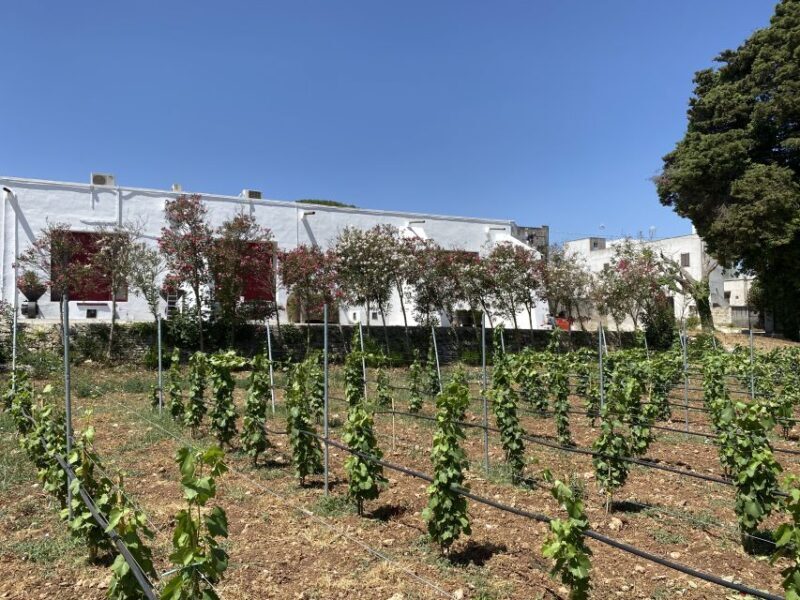 Salento: Winery Tour and Tasting - What the Reviews Say