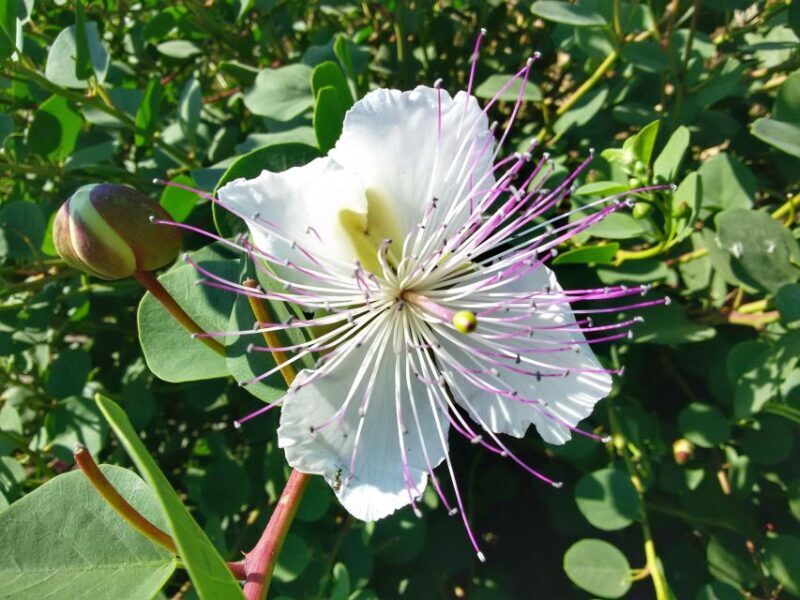 Salina Capers Experience - Atmosphere and Group Size