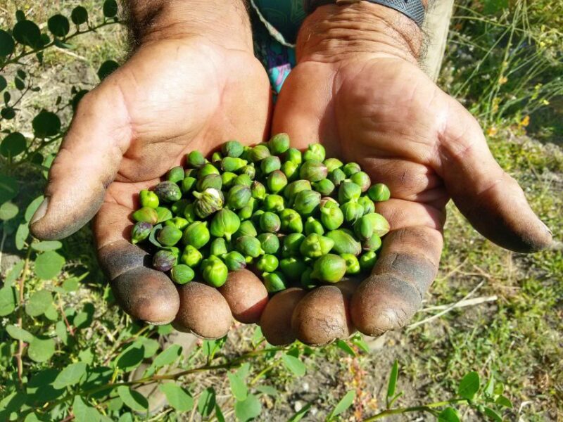 Salina Capers Experience - What We Love About This Experience